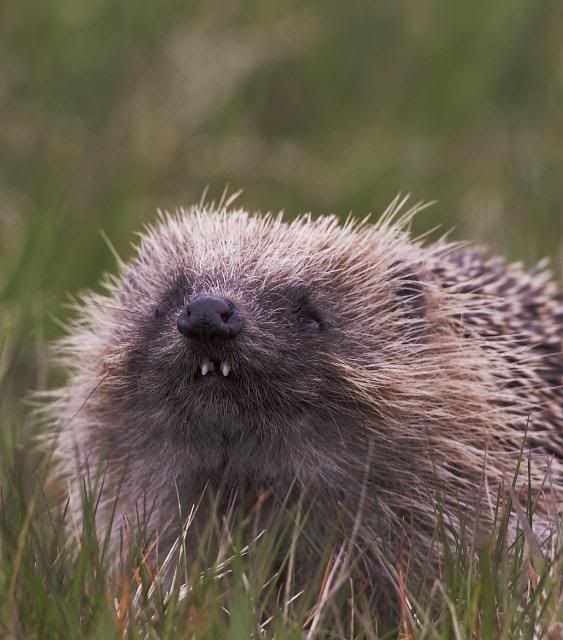 IMAGE: http://i133.photobucket.com/albums/q54/maypole_photos/local%20events/hedgehogsteeth2.jpg