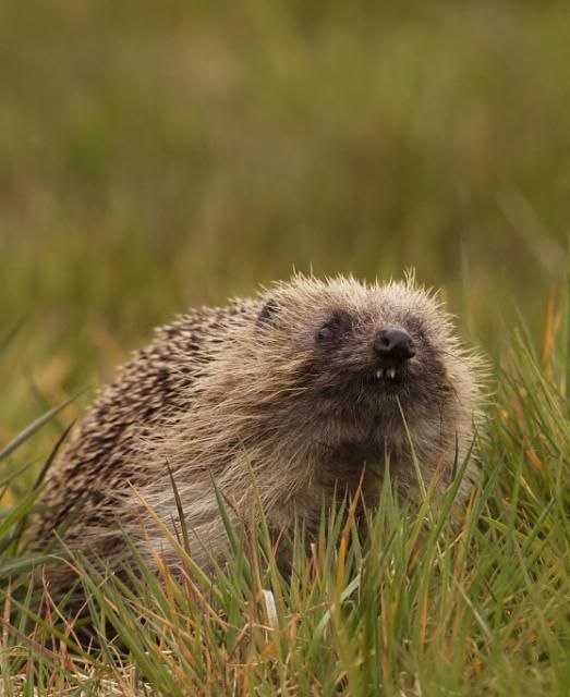 IMAGE: http://i133.photobucket.com/albums/q54/maypole_photos/local%20events/hedgehogsteeth3.jpg
