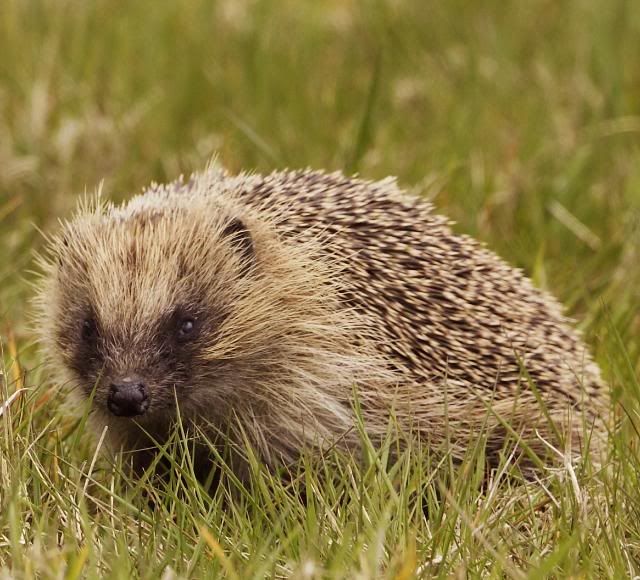 IMAGE: http://i133.photobucket.com/albums/q54/maypole_photos/local%20events/hedgehogsteeth5.jpg