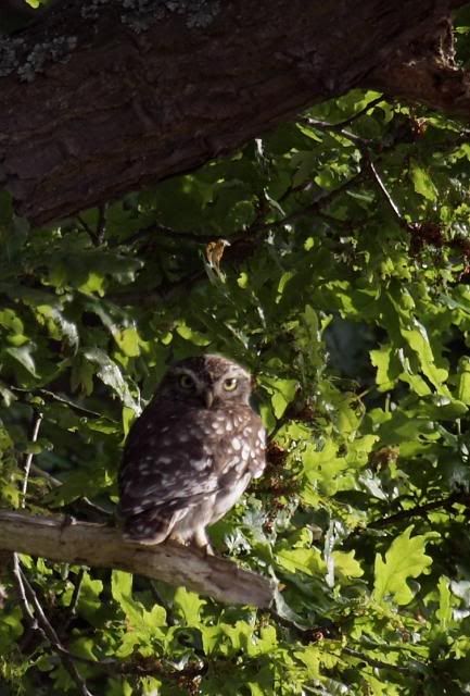 IMAGE: http://i133.photobucket.com/albums/q54/maypole_photos/local%20events/littleowlfriday2.jpg
