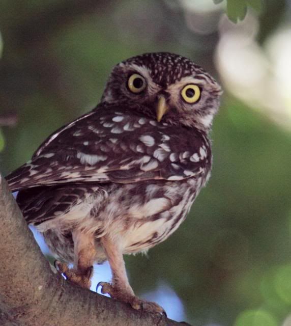 IMAGE: http://i133.photobucket.com/albums/q54/maypole_photos/local%20events/owl1606.jpg