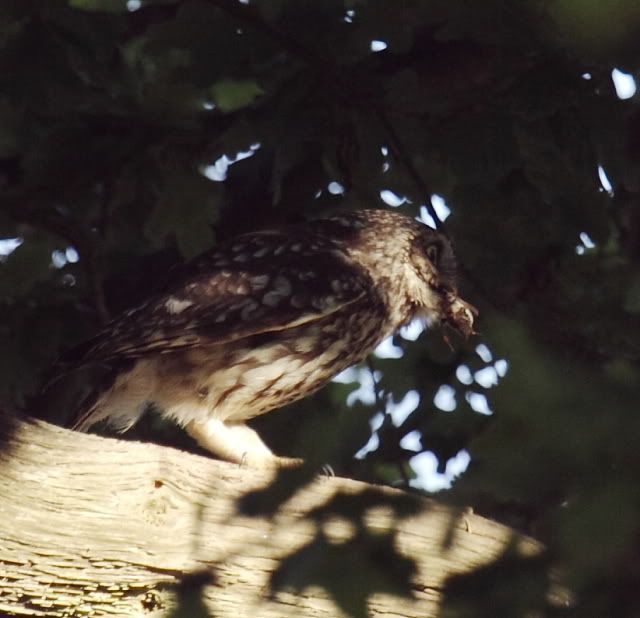 IMAGE: http://i133.photobucket.com/albums/q54/maypole_photos/local%20events/owlfood.jpg