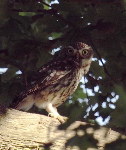 IMAGE: http://i133.photobucket.com/albums/q54/maypole_photos/local%20events/owlfood2.jpg