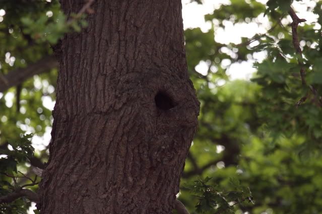 IMAGE: http://i133.photobucket.com/albums/q54/maypole_photos/local%20events/owlhole.jpg