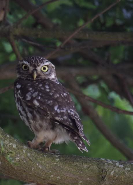 IMAGE: http://i133.photobucket.com/albums/q54/maypole_photos/local%20events/owltree.jpg