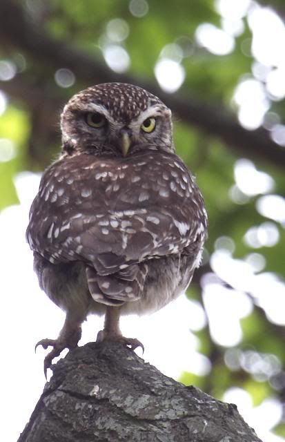 IMAGE: http://i133.photobucket.com/albums/q54/maypole_photos/local%20events/owltree3.jpg