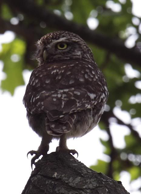 IMAGE: http://i133.photobucket.com/albums/q54/maypole_photos/local%20events/owltree4.jpg