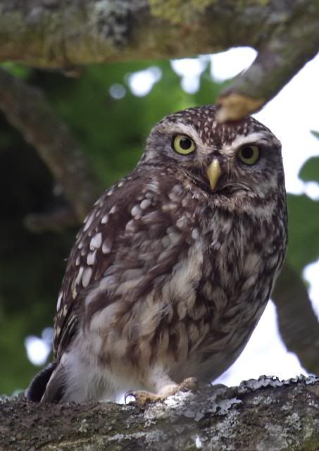 IMAGE: http://i133.photobucket.com/albums/q54/maypole_photos/local%20events/owltree6.jpg