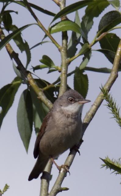 IMAGE: http://i133.photobucket.com/albums/q54/maypole_photos/local%20events/warbler2.jpg