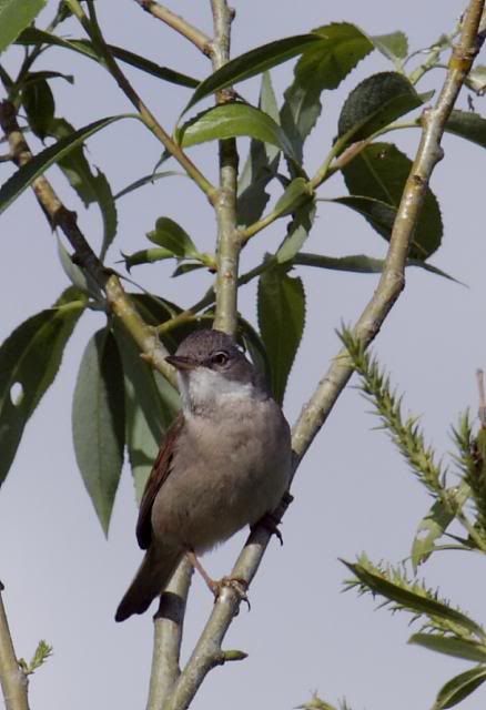 IMAGE: http://i133.photobucket.com/albums/q54/maypole_photos/local%20events/warbler3.jpg