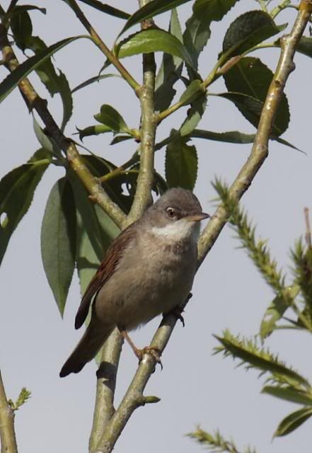 IMAGE: http://i133.photobucket.com/albums/q54/maypole_photos/local%20events/warbler4.jpg