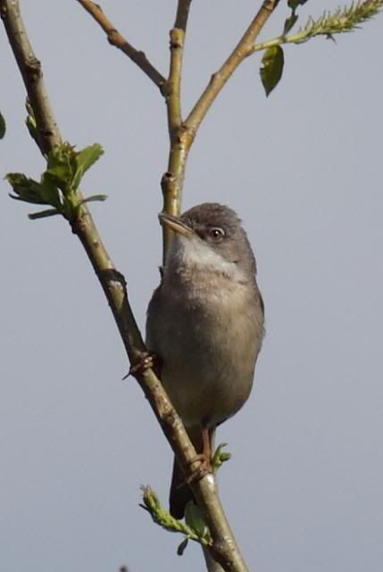 IMAGE: http://i133.photobucket.com/albums/q54/maypole_photos/local%20events/warbler5.jpg