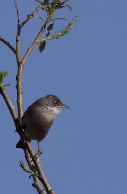 IMAGE: http://i133.photobucket.com/albums/q54/maypole_photos/local%20events/warbler6.jpg