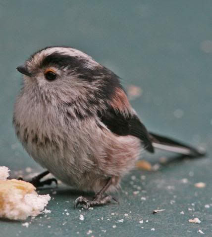 IMAGE: http://i133.photobucket.com/albums/q54/maypole_photos/longtail2.jpg