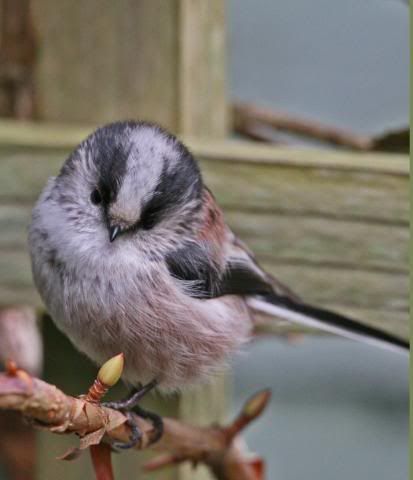 IMAGE: http://i133.photobucket.com/albums/q54/maypole_photos/longtail3.jpg