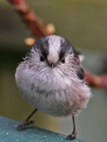 IMAGE: http://i133.photobucket.com/albums/q54/maypole_photos/longtail4.jpg