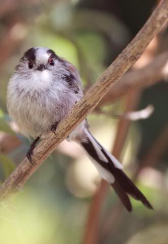 IMAGE: http://i133.photobucket.com/albums/q54/maypole_photos/longtailedtitroost.jpg