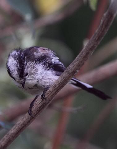 IMAGE: http://i133.photobucket.com/albums/q54/maypole_photos/longtailedtitroost3.jpg