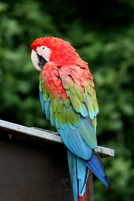 IMAGE: http://i133.photobucket.com/albums/q54/maypole_photos/macaw.jpg