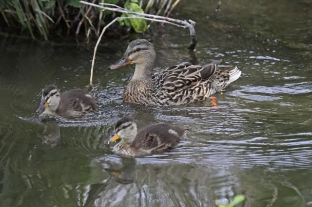 IMAGE: http://i133.photobucket.com/albums/q54/maypole_photos/mum2.jpg