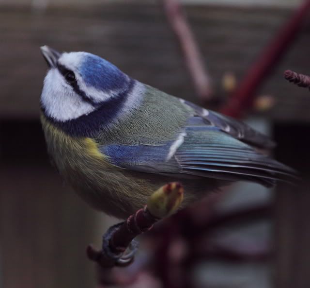 IMAGE: http://i133.photobucket.com/albums/q54/maypole_photos/notail.jpg