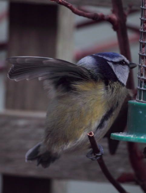 IMAGE: http://i133.photobucket.com/albums/q54/maypole_photos/notail2.jpg