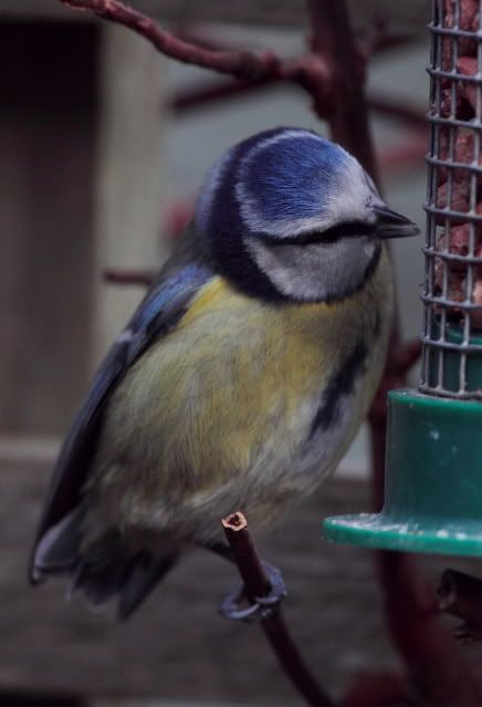 IMAGE: http://i133.photobucket.com/albums/q54/maypole_photos/notail3.jpg