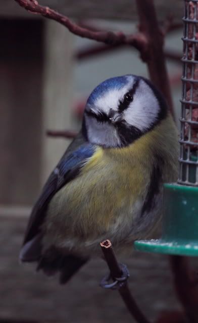 IMAGE: http://i133.photobucket.com/albums/q54/maypole_photos/notail4.jpg