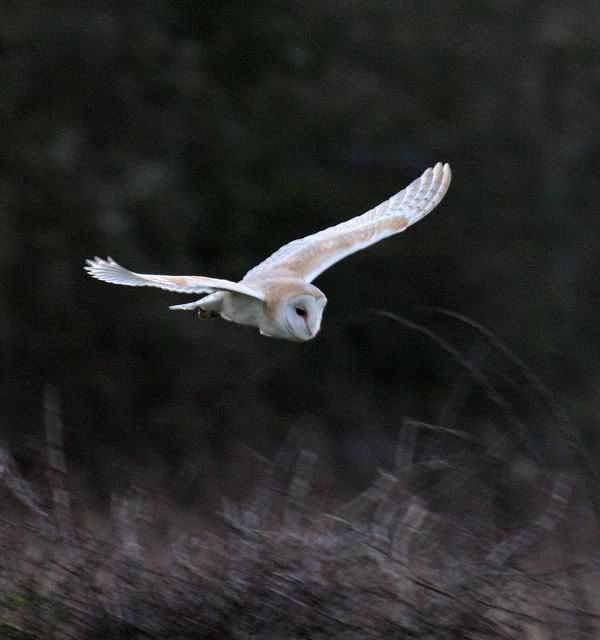 IMAGE: http://i133.photobucket.com/albums/q54/maypole_photos/owl12.jpg