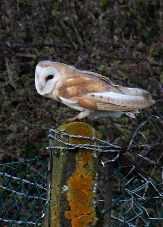 IMAGE: http://i133.photobucket.com/albums/q54/maypole_photos/owl13.jpg