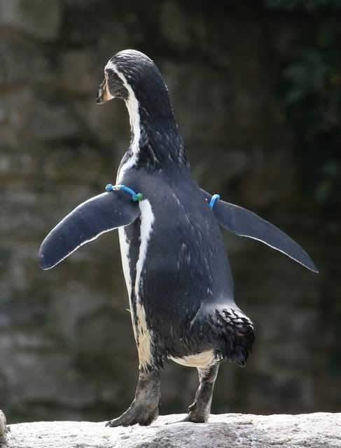IMAGE: http://i133.photobucket.com/albums/q54/maypole_photos/penguin2.jpg