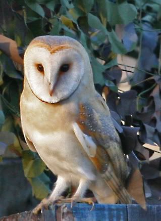 IMAGE: http://i133.photobucket.com/albums/q54/maypole_photos/perching.jpg