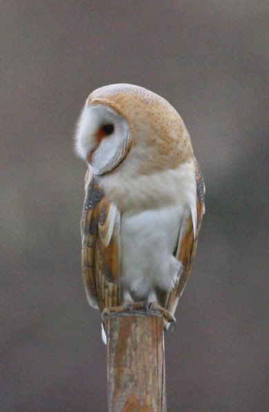 IMAGE: http://i133.photobucket.com/albums/q54/maypole_photos/post3.jpg