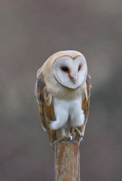 IMAGE: http://i133.photobucket.com/albums/q54/maypole_photos/post4.jpg