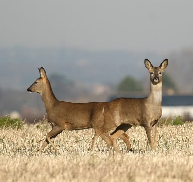 IMAGE: http://i133.photobucket.com/albums/q54/maypole_photos/pushmepullyou.jpg