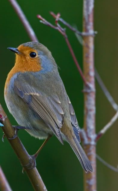 IMAGE: http://i133.photobucket.com/albums/q54/maypole_photos/robin-2.jpg