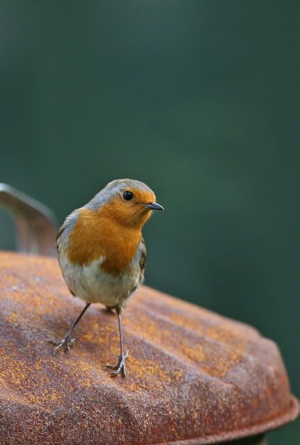 IMAGE: http://i133.photobucket.com/albums/q54/maypole_photos/robin2.jpg