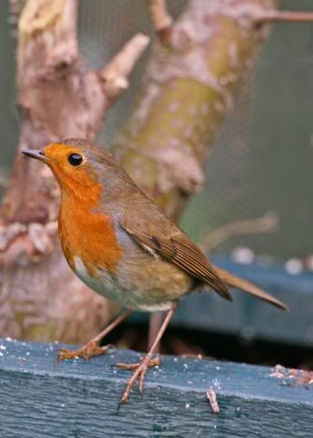 IMAGE: http://i133.photobucket.com/albums/q54/maypole_photos/robinplanter.jpg