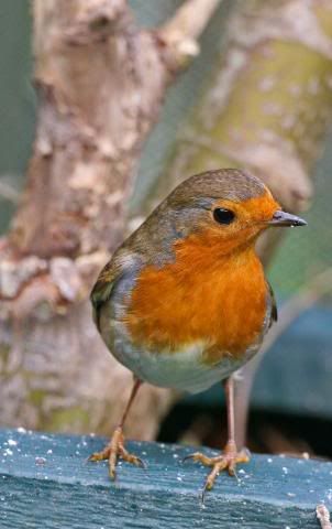 IMAGE: http://i133.photobucket.com/albums/q54/maypole_photos/robinplanter2.jpg