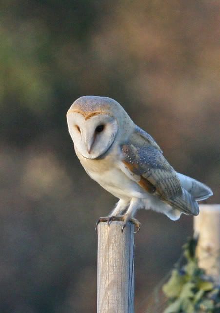 IMAGE: http://i133.photobucket.com/albums/q54/maypole_photos/roost2.jpg