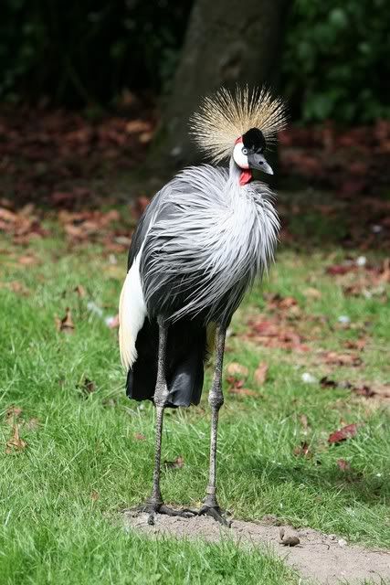 IMAGE: http://i133.photobucket.com/albums/q54/maypole_photos/secretary.jpg