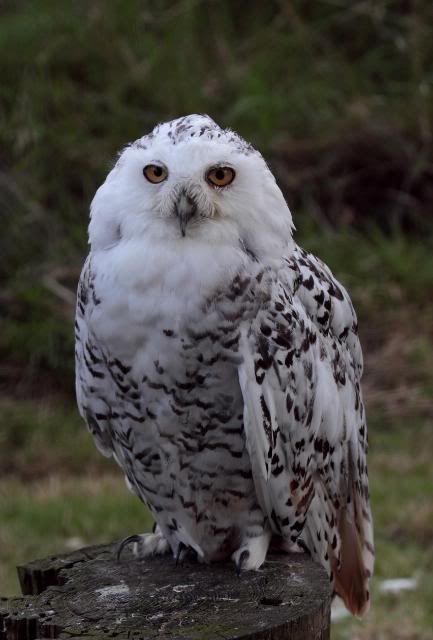 IMAGE: http://i133.photobucket.com/albums/q54/maypole_photos/snowyowl.jpg
