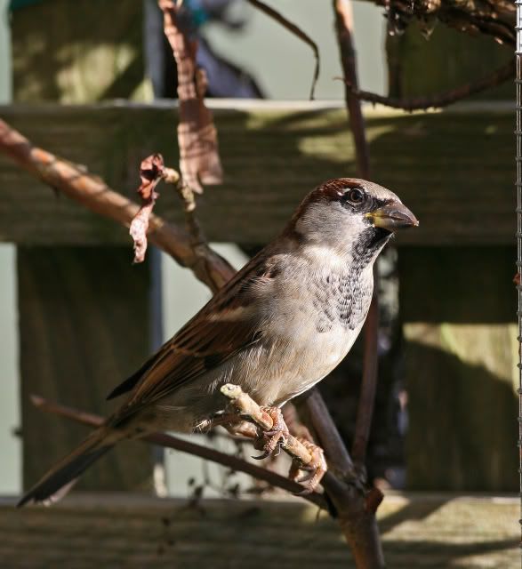 IMAGE: http://i133.photobucket.com/albums/q54/maypole_photos/sparrow-1.jpg
