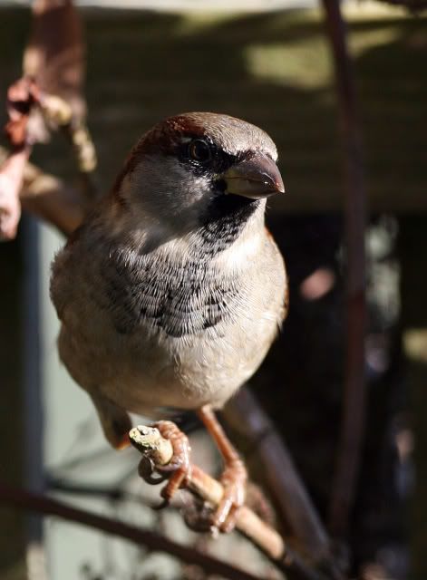IMAGE: http://i133.photobucket.com/albums/q54/maypole_photos/sparrow2.jpg