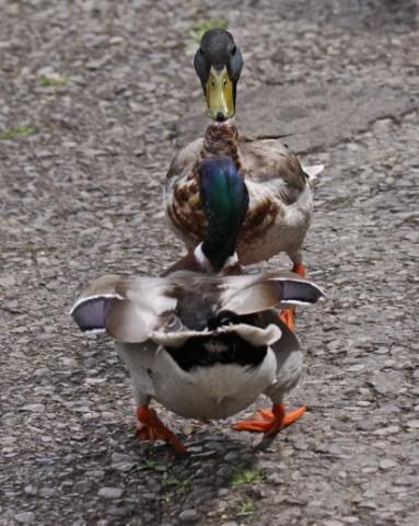 IMAGE: http://i133.photobucket.com/albums/q54/maypole_photos/squaringup.jpg