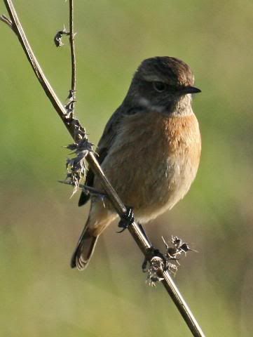 IMAGE: http://i133.photobucket.com/albums/q54/maypole_photos/stonechat.jpg