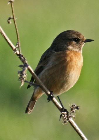 IMAGE: http://i133.photobucket.com/albums/q54/maypole_photos/stonechat2.jpg