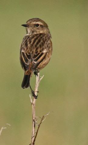 IMAGE: http://i133.photobucket.com/albums/q54/maypole_photos/stonechat4.jpg