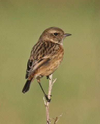 IMAGE: http://i133.photobucket.com/albums/q54/maypole_photos/stonechat5.jpg