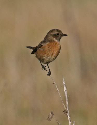 IMAGE: http://i133.photobucket.com/albums/q54/maypole_photos/stonechat6.jpg